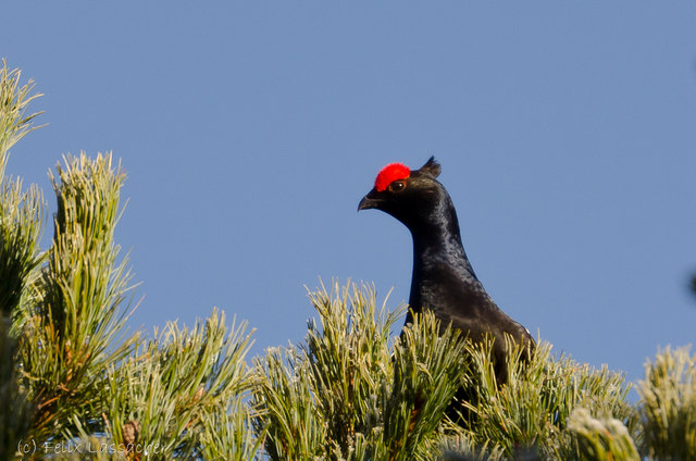 Birkhahn bei der Frühjahrs - Balz