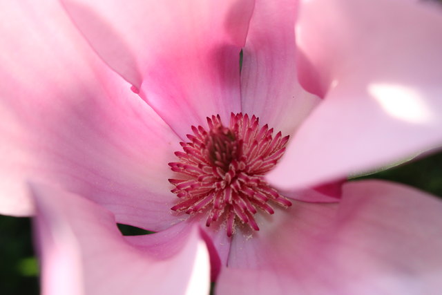 Blick auf die inneren Werte unserer Magnolie