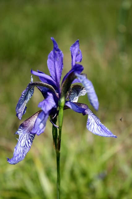 Neuberger Wappenblume Güssing