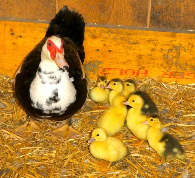 Am Mittwoch, den 9. Mai sind auf dem Grubhof beim Kundler Möslbichl sieben putzige Küken geschlüpft. Es sind dies die ersten Küken des heurigen Jahres. Wie nicht anders zu erwarten, wurden sie von der fleißigen Flugenten Mama Wilma ausgebrütet. Die süßen Küken liefen ihrer Mama Wilma schon flott hinterher und fingen auch schon selber Fliegen von den Wänden gefangen. | Foto: Haun