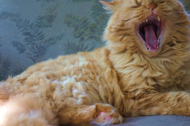 Wenn Mango munter wird, muss es Frühling sein