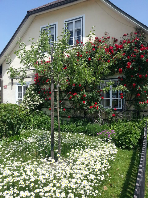 Es wird wieder gegartelt: Nun zur Blumenolympiade anmelden | Foto: KK