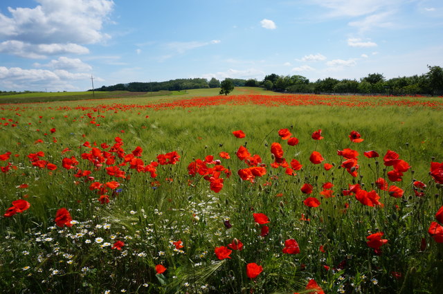 Mohnblumen in Siegendorf