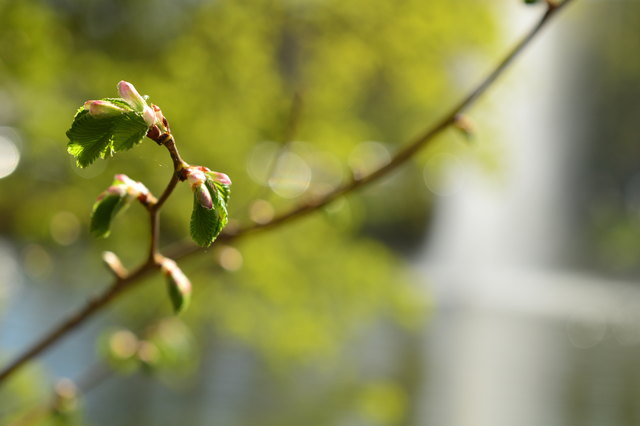 (c) Rebecca Wagentristl