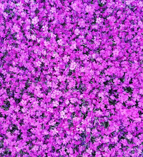 wunderschöner Polsterphlox pink