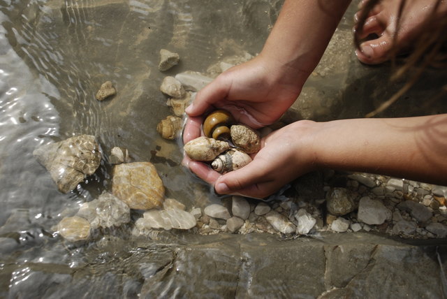 Tennengau – Schneckenwand-Rundweg in Rußbach: vom Dorfplatz auf der Rinnbachstraße in nördlicher Richtung bis zur Brücke; auf dem Güterweg Fallenegg beim letzten Bauernhof vorbei bis zur Fossilienfundstelle „Schneckenwand”; Rückweg entlang des Randobaches, weitere Fundstelle. | Foto: TVB Rußbach