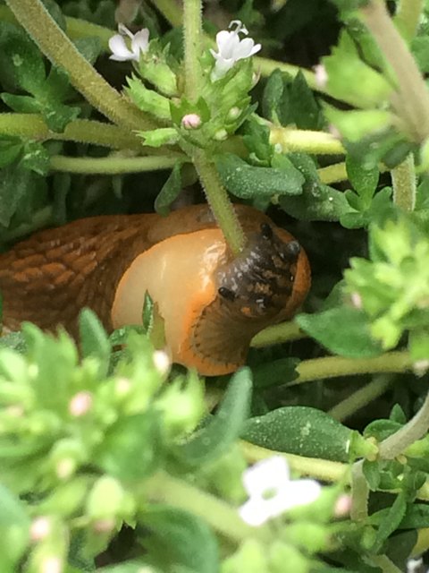 Eine gefräßige Schnecke