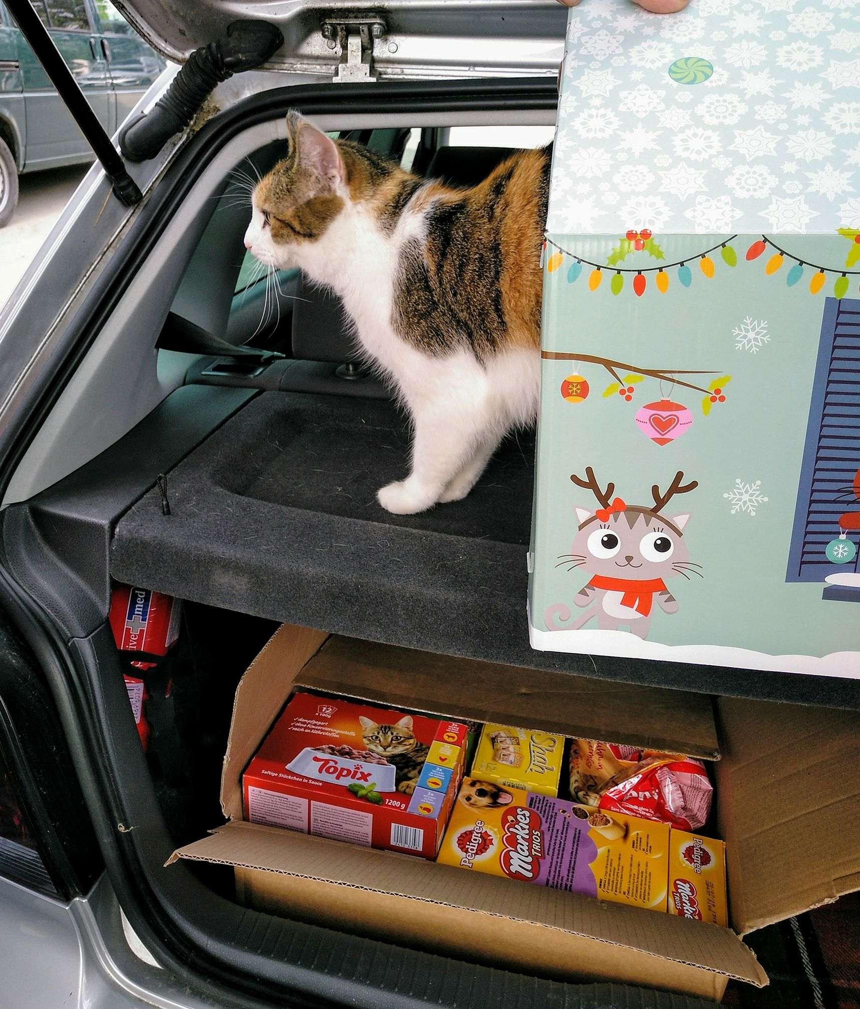 Mausi kontrolliert ob eh alles da ist :-) Das Katzenhaus wird schon mal als gut befunden :D