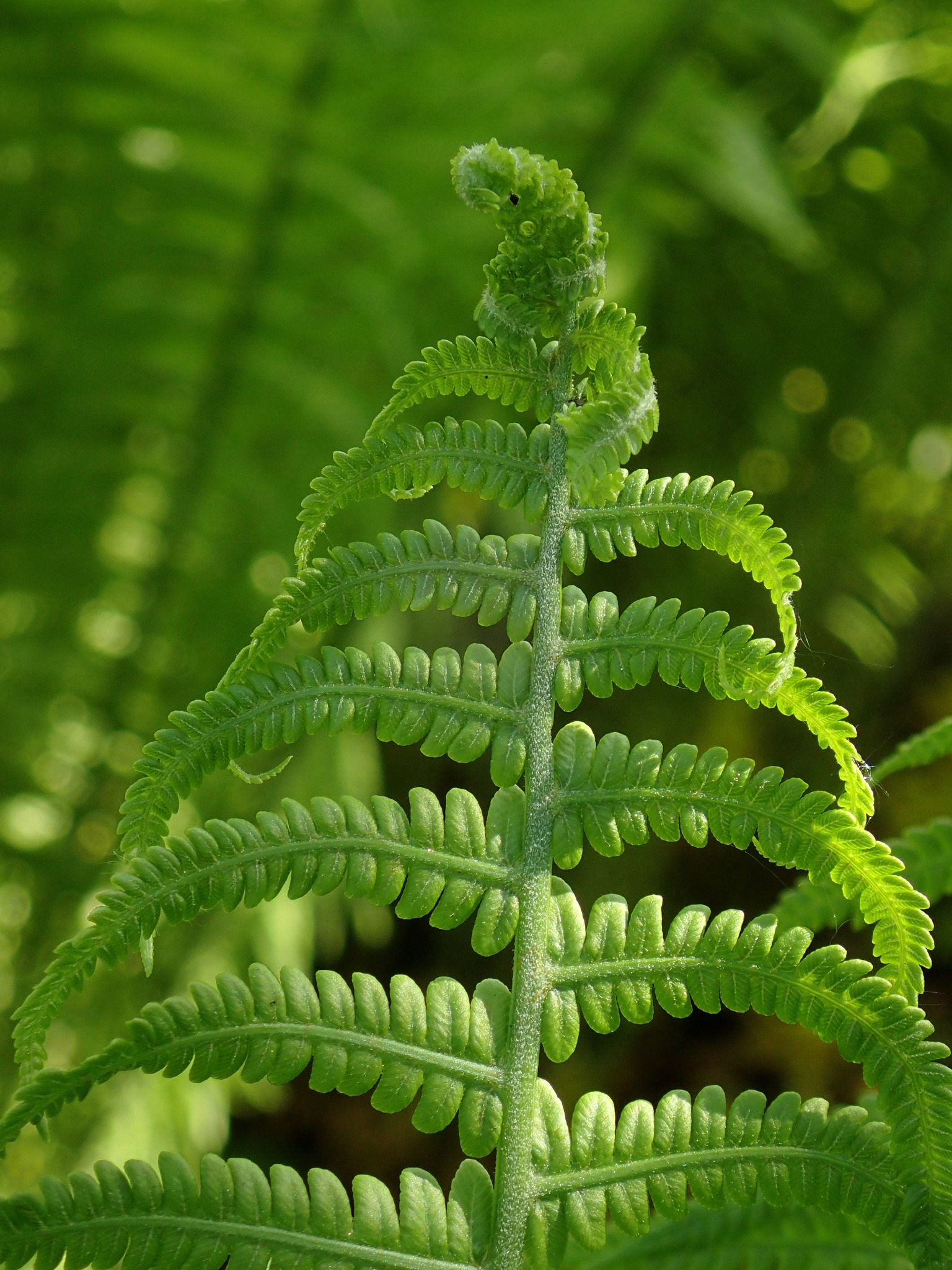 Der Farn hat sich fast schon ausgerollt Krems
