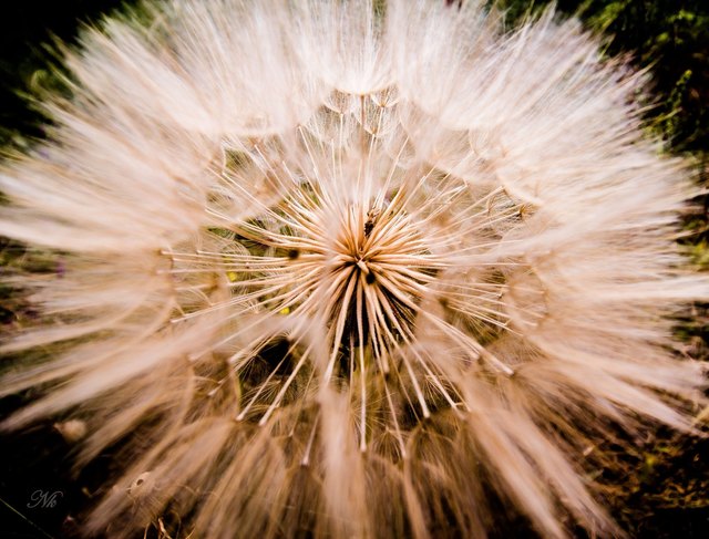 Pusteblume
