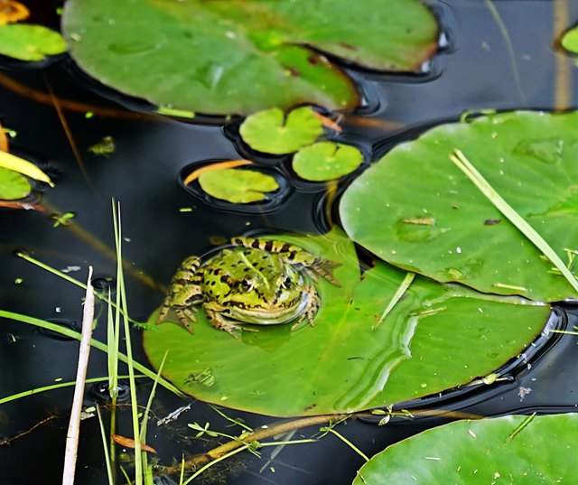 ... oder auch WASSERFROSCH, genannt!