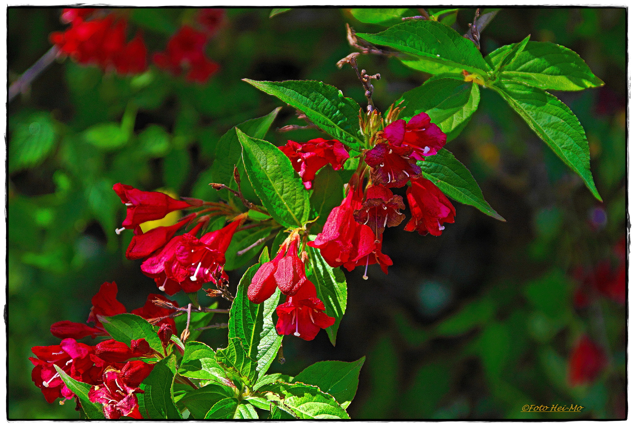 Rote Glöckchen am Strauch Ottakring