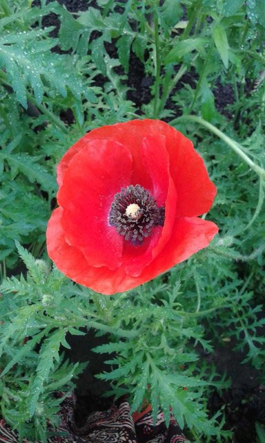 Mohnblume im Garten