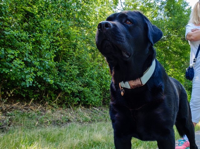 Prunkhund Loki
