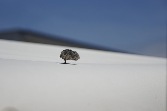 Wespen finden den Sonnenschirm heimelig