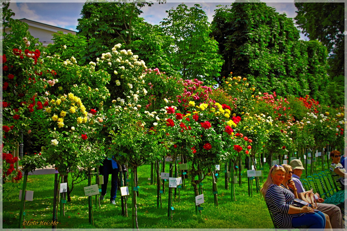 Im Volksgarten Bluhen Die Rosen Innere Stadt