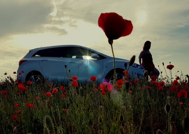 Mohnblumen Perspektive