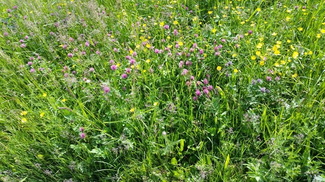 ...die wunderschöne, saftige, grüne Blumenwiese.