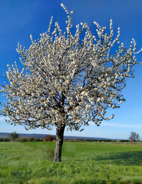 Kirschblüte in Trausdorf
