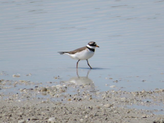 21.05.2018  Ein Sandregenpfeifer am Ufer des Oberen Stinkersee siehe auch http://www.nationalpark-neusiedlersee-seewinkel.at/Sandregenpfeifer.html