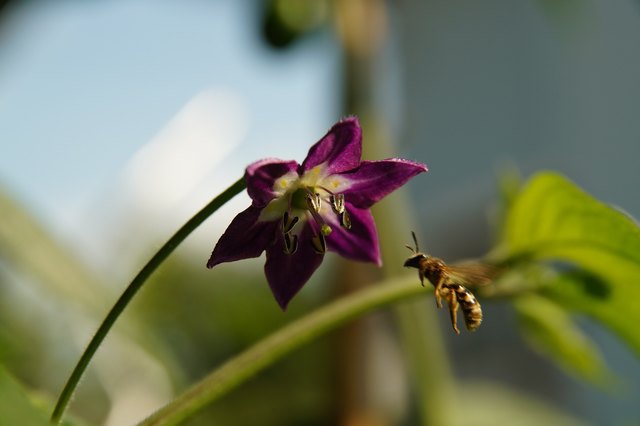 Pollensammler beim Anflug