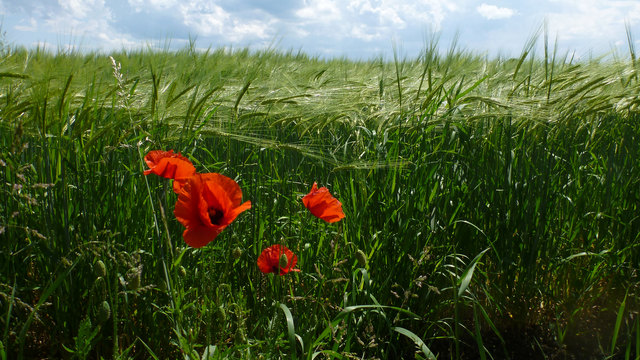 Mohn vor Gerstenfeld
