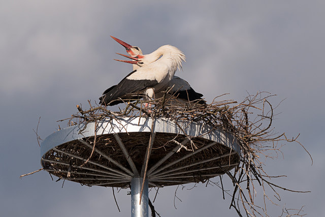 Storchenpaar