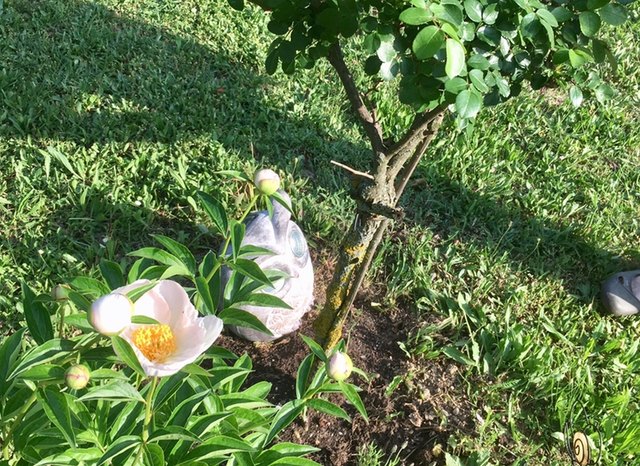 Meine "Gartenchefin" bei ihrem Kontrollgang ...