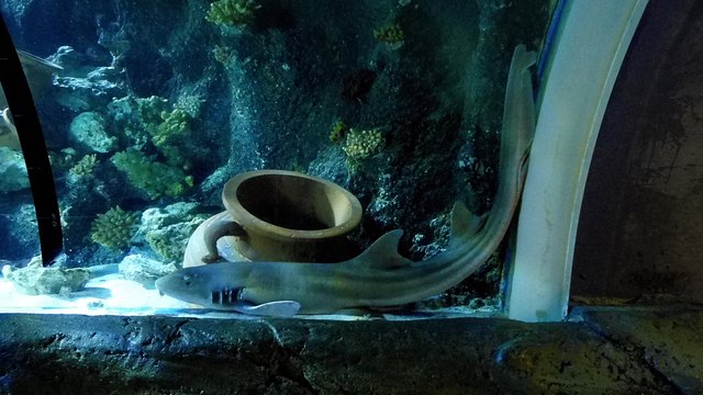 Ob diesem Hai sein Aquarium zu klein war?