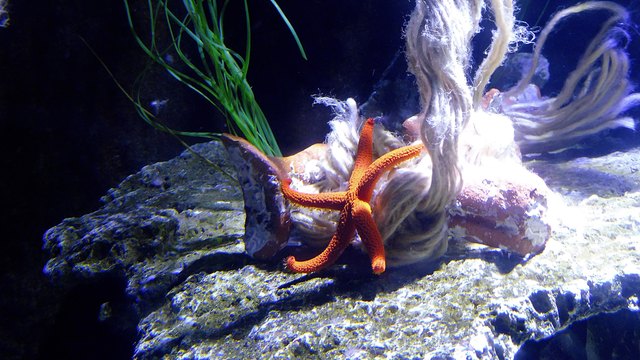 Ein bisschen Farbe im Aquarium.