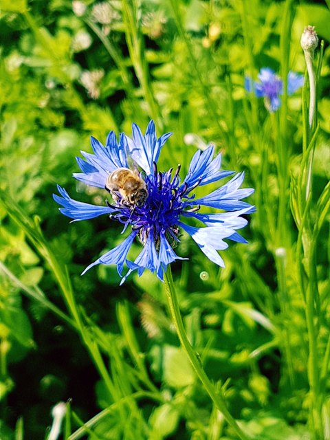 Biene im Anflug auf Kornblume