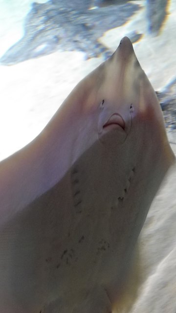 Über diesen Schnappschuss habe ich mich gefreut, denn es war nicht leicht, die Rochen zu fotografieren.
