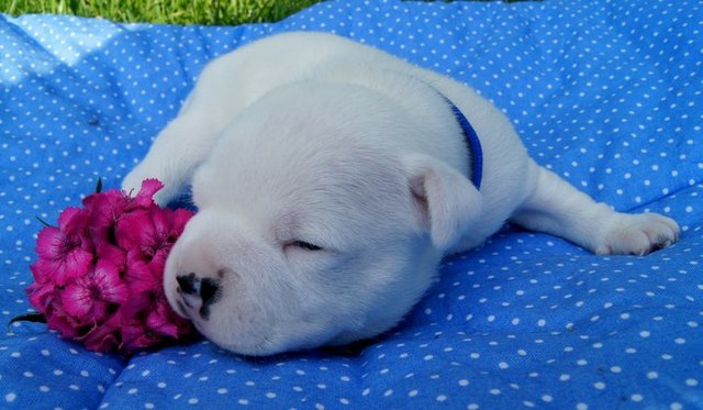 Ich kann den Frühling bereits riechen :)