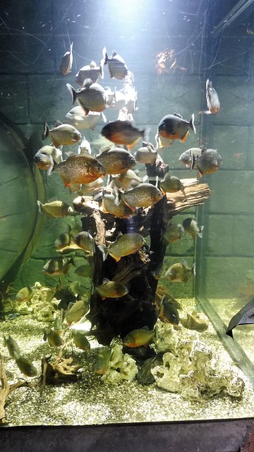 Piranhas