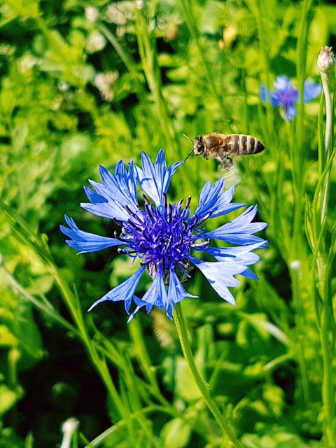 Biene im Anflug auf Kornblume