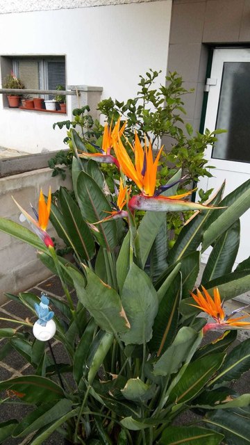 Traumhafte Strelizien