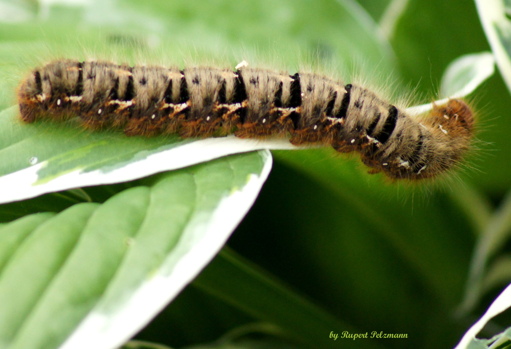 Bald werde ich ein wunderschöner Schmetterling sein! Deutschlandsberg