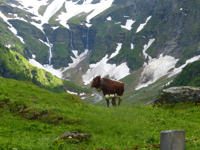Stolze Pinzgauerin auf der Alm
