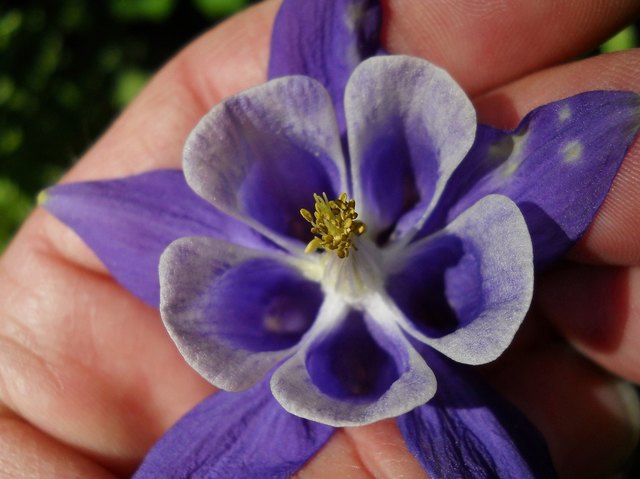 Ich schenk' dir den Frühling!