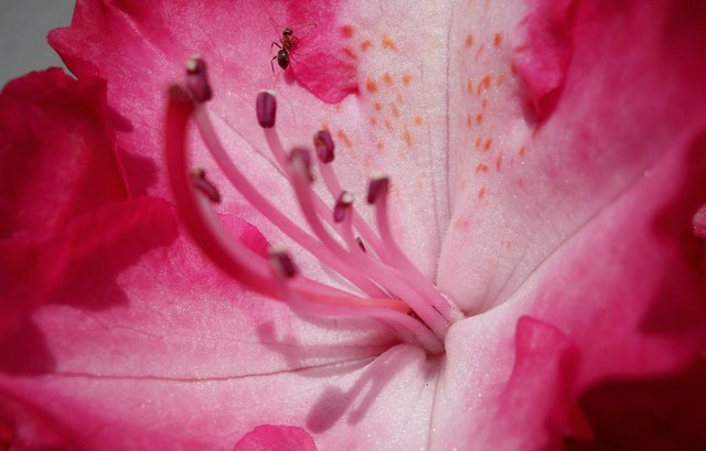 Geht eine Ameise auf Reise.