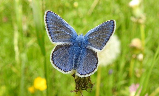 Schmetterlingsbild 1