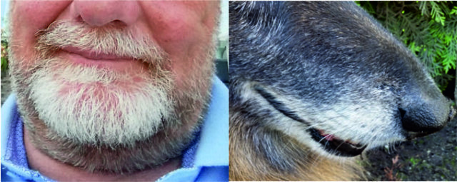 Im Laufe der Jahre hat sich der Hund dem Herrl angeglichen. (Oder umgekehrt?)