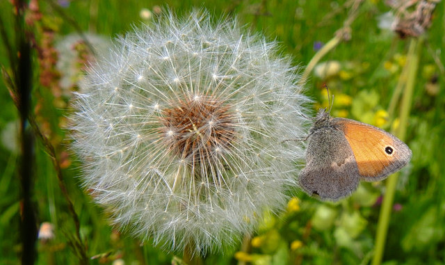 Schmetterlingsbild 5