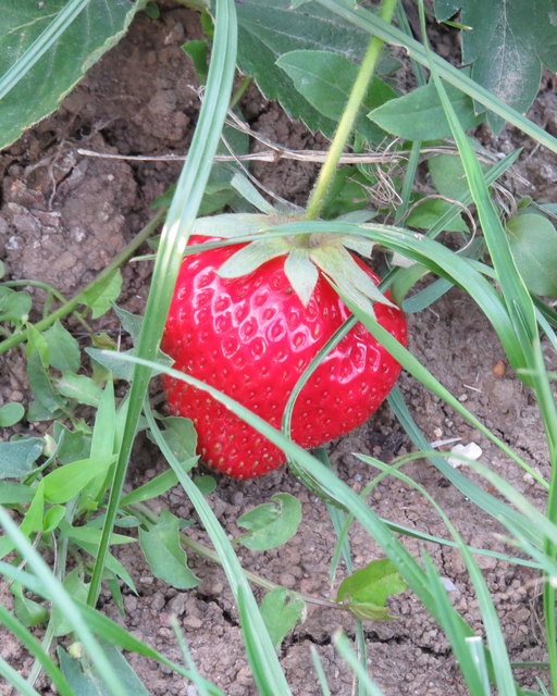 die ersten Erdbeeren....