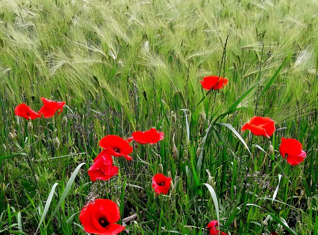 Mohn im Kornfeld in Villach, Auen.