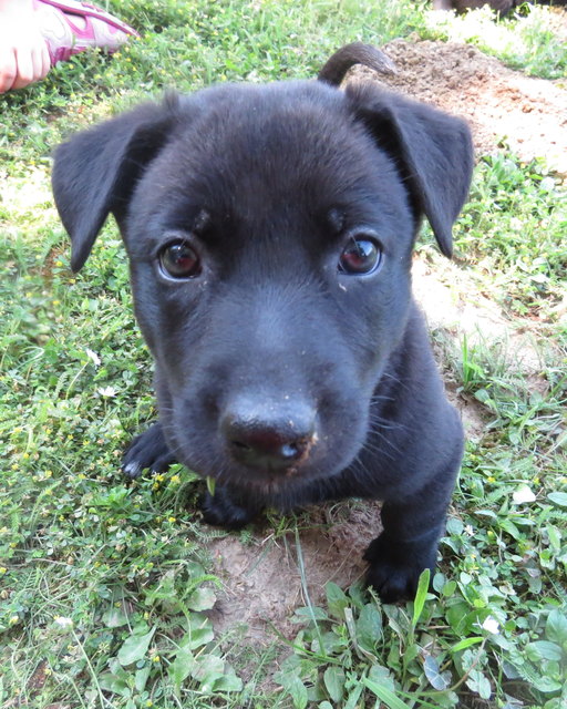 neugieriger Welpe :)