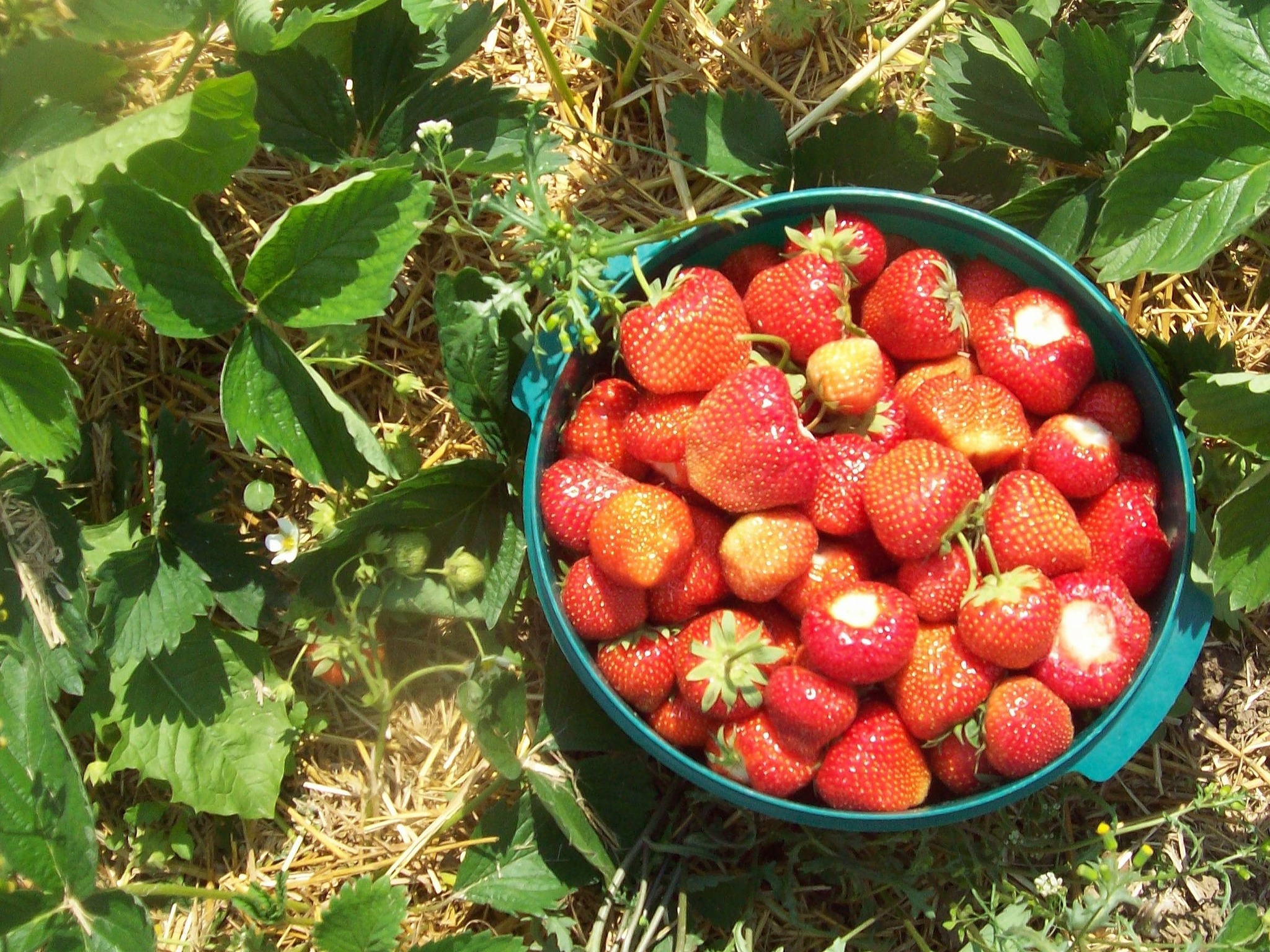 Die Erdbeeren sind reif - St. Veit