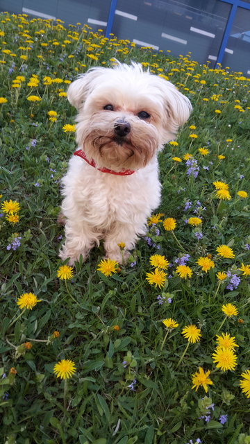 Ein kleiner Löwe mit vielen Löwenzähnen
