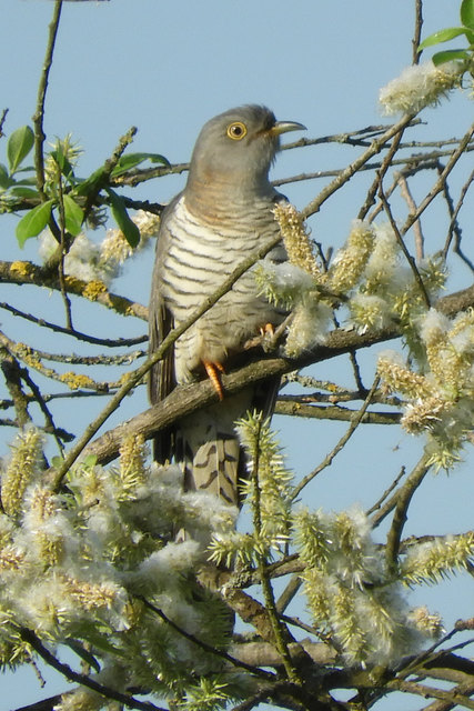 Güssinger Fischteich - Kuckuck, kuckuck ruft´s...