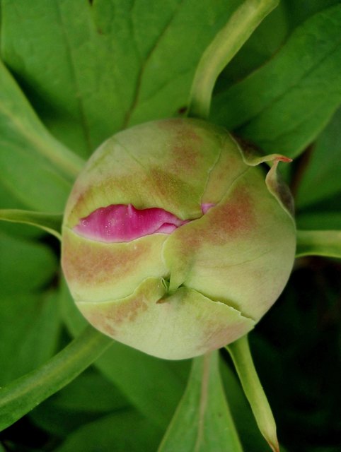 Schaut nit so zwida!